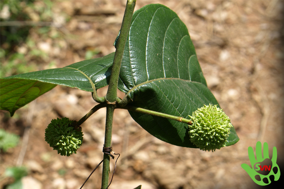 Uncaria macrophylla